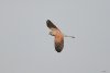 Kestrel at Gunners Park (Steve Arlow) (34424 bytes)